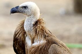 Rare Himalayan Griffon Rescued In Pisangan Village - India