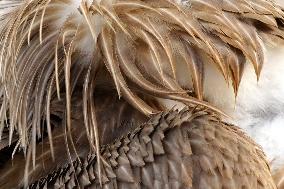 Rare Himalayan Griffon Rescued In Pisangan Village - India