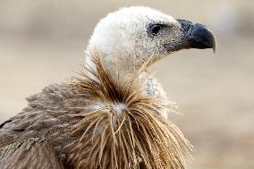 Rare Himalayan Griffon Rescued In Pisangan Village - India