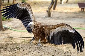 Rare Himalayan Griffon Rescued In Pisangan Village - India