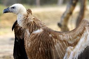 Rare Himalayan Griffon Rescued In Pisangan Village - India