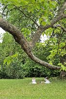 Illustration - Versailles