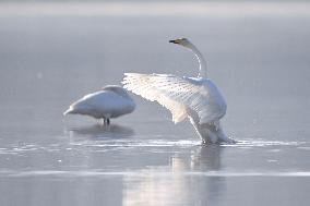 Swans At Yellow River Wetland - Hualong