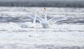 Swans At Yellow River Wetland - Hualong