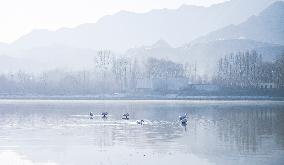 Swans At Yellow River Wetland - Hualong