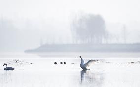 Swans At Yellow River Wetland - Hualong