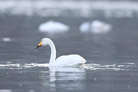 Swans At Yellow River Wetland - Hualong