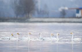 Swans At Yellow River Wetland - Hualong