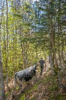 Illustration - Vosges