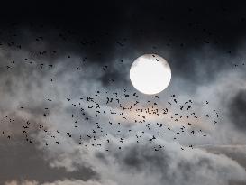 Starlings in Normandy