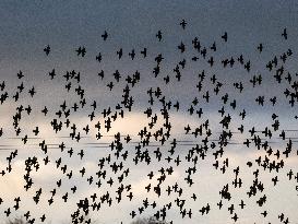 Starlings in Normandy