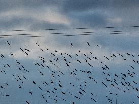 Starlings in Normandy