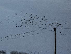 Starlings in Normandy
