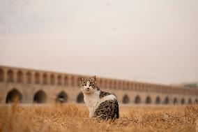 Zayanderud Riverbed Dries Up - Iran