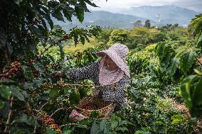 Pu'er Coffee Harvest - Yunnan