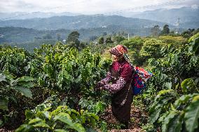Pu'er Coffee Harvest - Yunnan