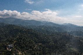 Pu'er Coffee Harvest - Yunnan