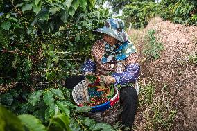 Pu'er Coffee Harvest - Yunnan