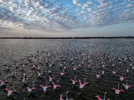 Flamingos at Qarun Lake - Egypt