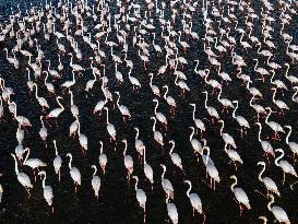 Flamingos at Qarun Lake - Egypt