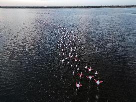 Flamingos at Qarun Lake - Egypt