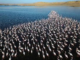 Flamingos at Qarun Lake - Egypt