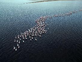 Flamingos at Qarun Lake - Egypt