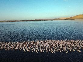 Flamingos at Qarun Lake - Egypt