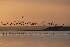 Flamingos at Qarun Lake - Egypt