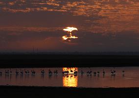 Flamingos at Qarun Lake - Egypt