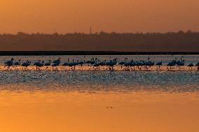 Flamingos at Qarun Lake - Egypt