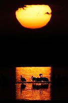 Flamingos at Qarun Lake - Egypt