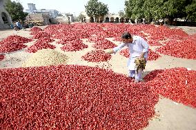 Dried Red Chilies - Pakistan