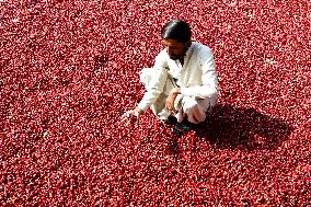 Dried Red Chilies - Pakistan