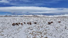 Winter Scenery - China