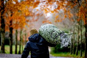 Christmas Tree Sales - Netherlands