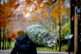 Christmas Tree Sales - Netherlands