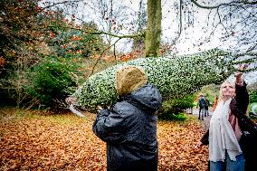 Christmas Tree Sales - Netherlands
