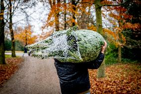 Christmas Tree Sales - Netherlands
