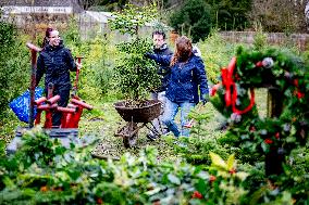 Christmas Tree Sales - Netherlands