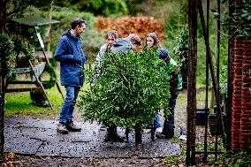 Christmas Tree Sales - Netherlands