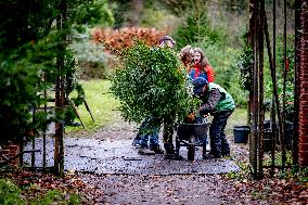 Christmas Tree Sales - Netherlands