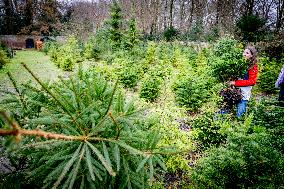 Christmas Tree Sales - Netherlands