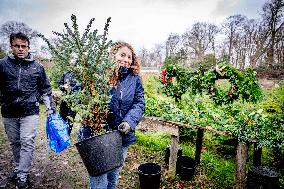 Christmas Tree Sales - Netherlands