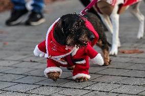 Santa Dog Walk - Budapest