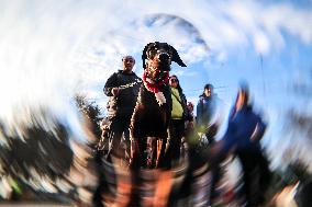 Santa Dog Walk - Budapest