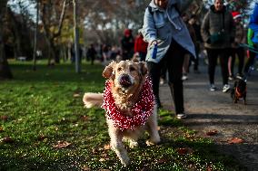Santa Dog Walk - Budapest