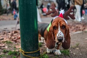 Santa Dog Walk - Budapest
