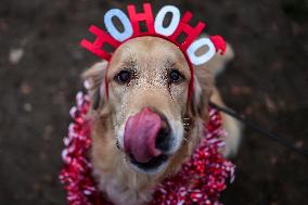 Santa Dog Walk - Budapest