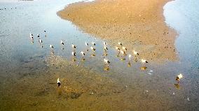 Oriental White Storks